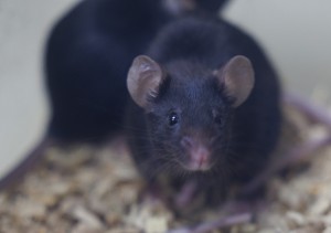 Lamin A Premature Aging Mice