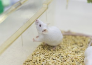 NuNPG Severe Immunodeficiency Mice